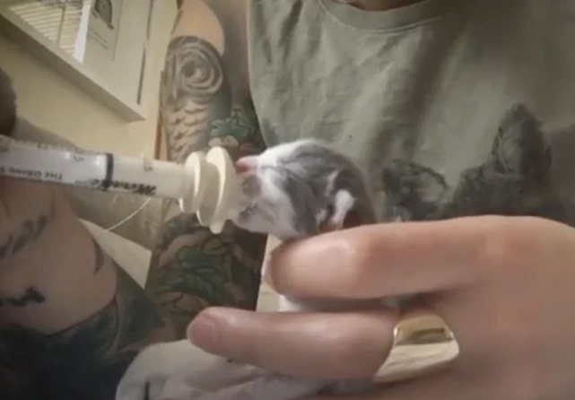 世界上最小的猫咪，仅有7厘米高，要亲一下才肯去睡觉！
