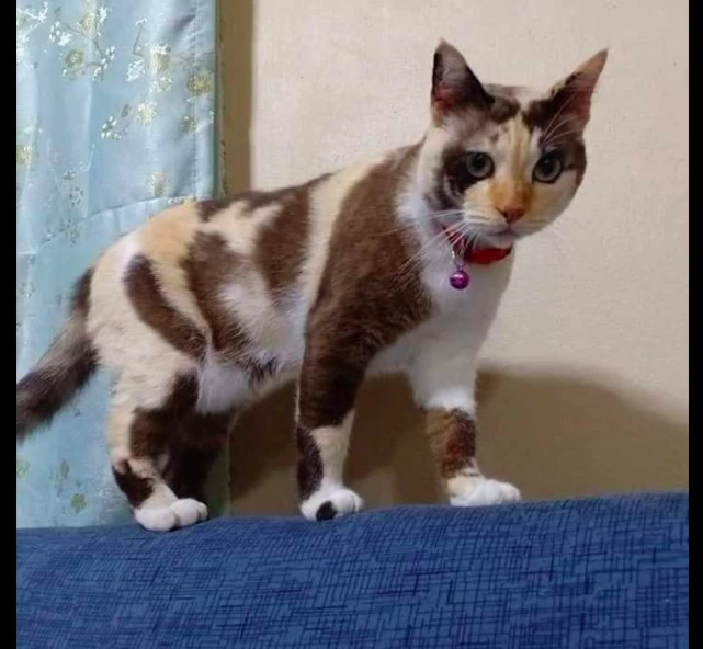 猫咪的毛发有三种颜色，看起来像是巧克力面包，原谅我流口水了！