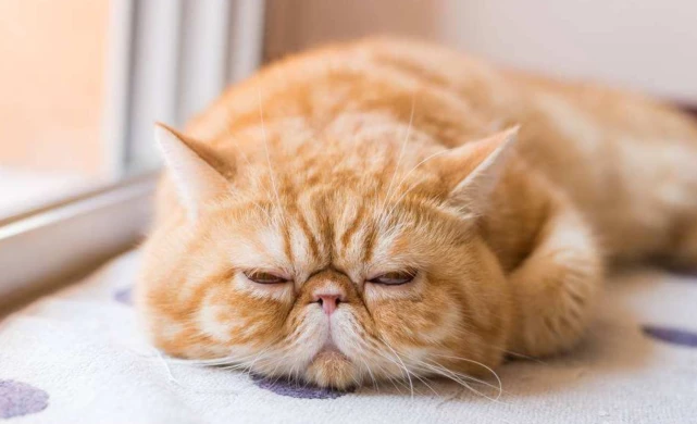 一只猫“告别”主人前，会做这几件事，看完落泪