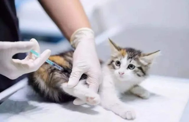 袖虎病猫攻略：你知道吗？猫咪打疫苗的七个禁忌