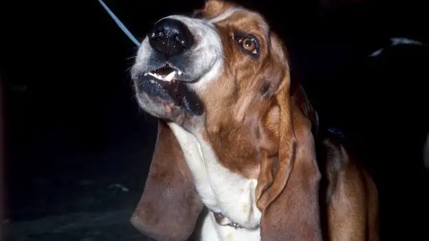 注意！铲屎官别忽视了，这都是狗狗得“狂犬病”的征兆