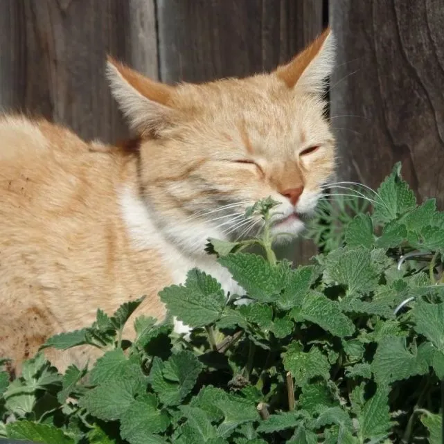 猫薄荷，对老虎这种大猫有没有效果？