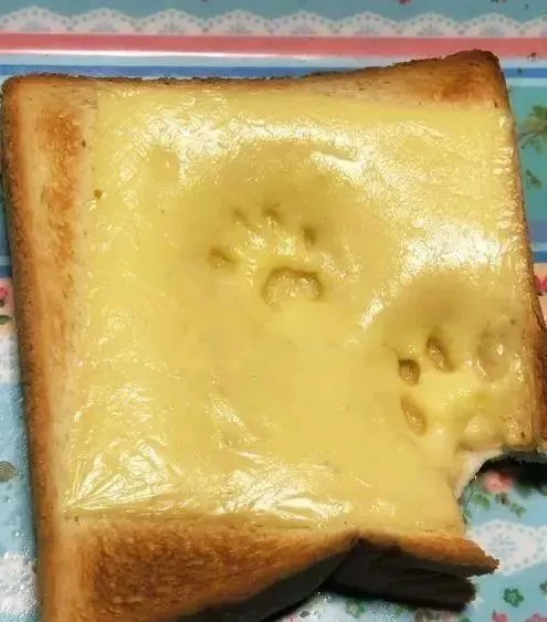 一只猫看乌龟吃饭，看得自己都忍不住睡着了