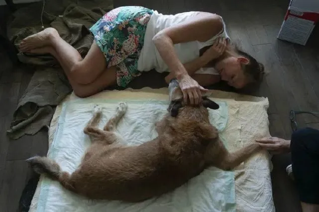 不要让你的宠物在没有你陪伴的情况下被安乐死……