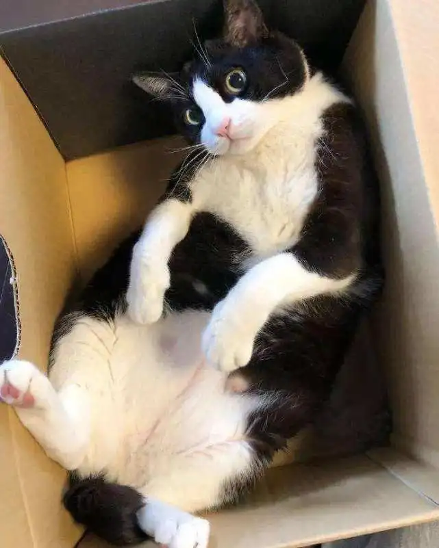 这些猫咪“不值得”买，网友：越养越心累！