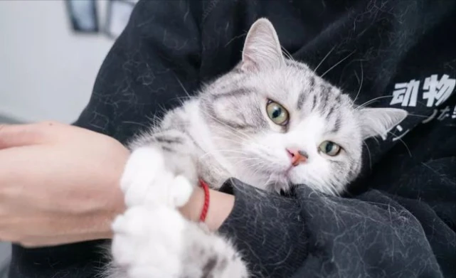 养猫跟不养猫，区别真的很大，现在知道还不晚