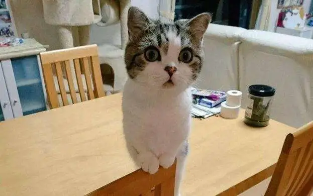 养猫最大的缺点不是掉毛，而是这个