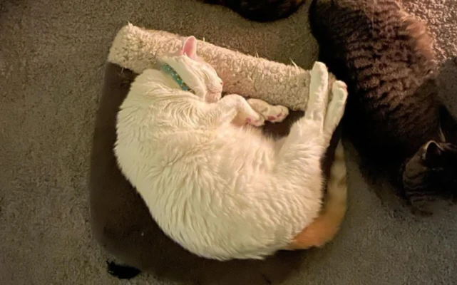 全网最愁的猫，从出生就没开心过！