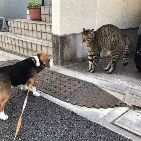 猫咪拱背讨抚摸？注意可能是生病的警示