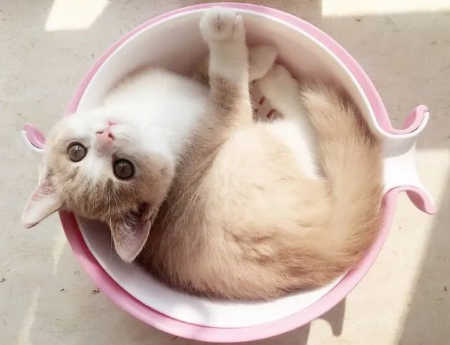 猫咪莫名其妙不进猫窝睡觉了，是什么原因导致的呢？