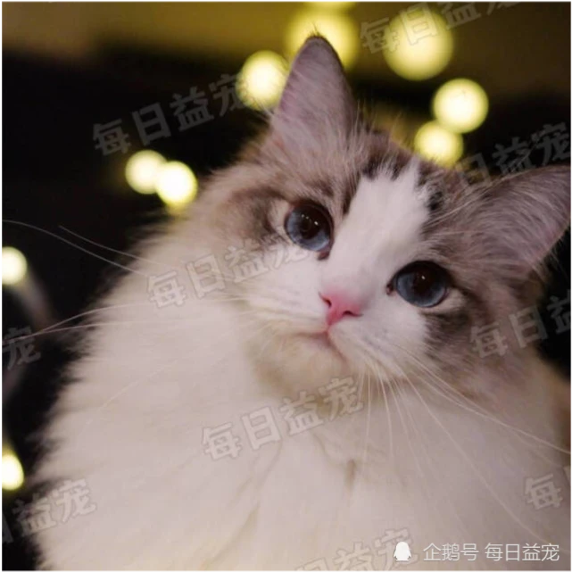 养了布偶猫后才知道的5个真相，它真的没那么好，只有外表是仙女