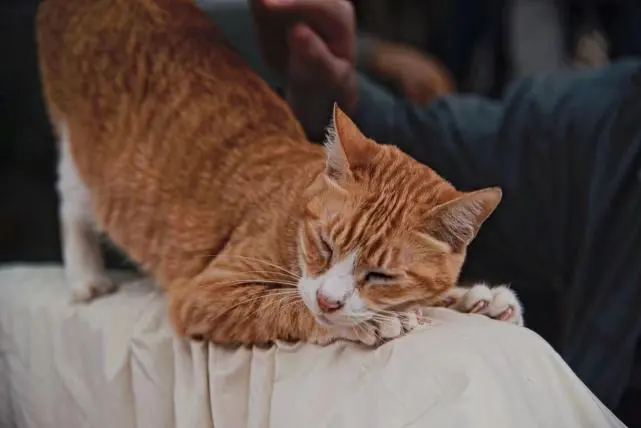 澳门路环的猫舍，一栋楼里住着上百只猫，背后的故事却让人心酸