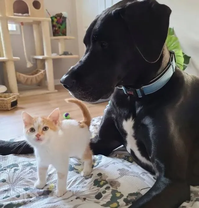 猫趣｜100多斤的大丹犬，自愿做起了猫咪保姆，温柔细心安全感爆棚