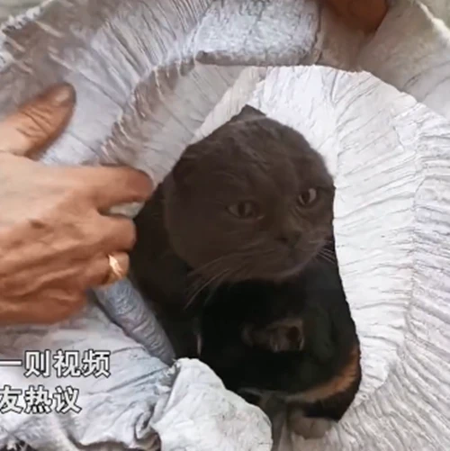 妈妈去城里时不忍心丢下猫，将猫咪装在麻袋里：带你们一起走