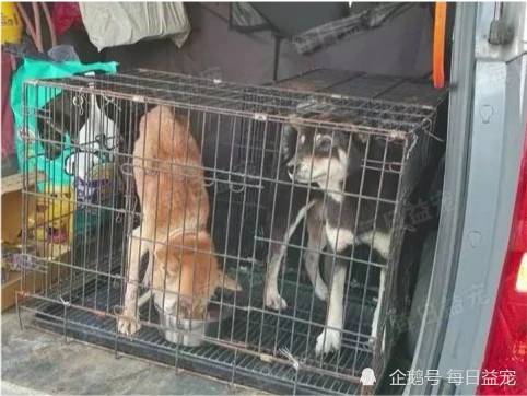 狗狗被关小黑屋，好心人扔罐头投喂，下一秒屋内惨叫连连！