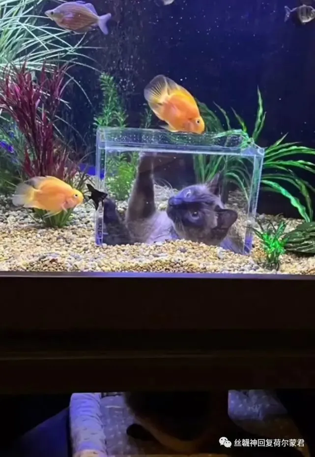有这么贴心的主人，猫猫真幸福