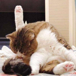猫咪这6个特征，说明体内爬满了“虫子”，再不驱虫就晚了