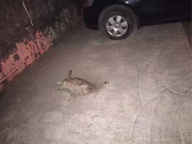 为什么猫比狗更容易被汽车撞？