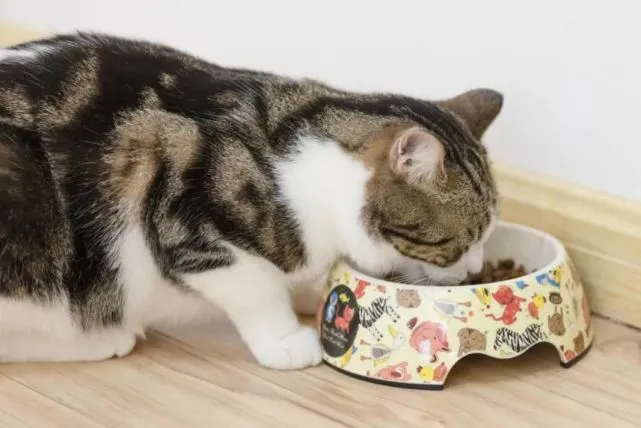 泪目！猫咪最想告诉主人的14件小事，太感动了