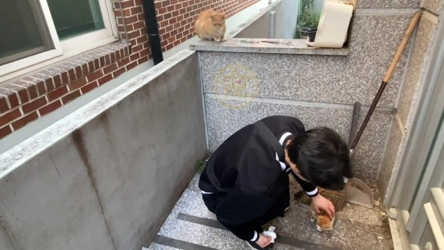 接连“抛弃”2只小猫的猫妈妈，看清小猫的脸后，才明白它的苦心