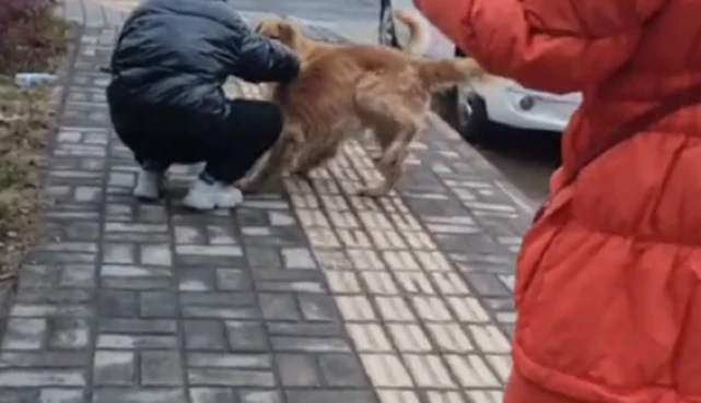不知是被抛弃还是走失的瘸腿金毛，大姐追了一路，终让狗狗有了个归宿