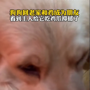 女子外出吃饭给自家狗留下鸡爪