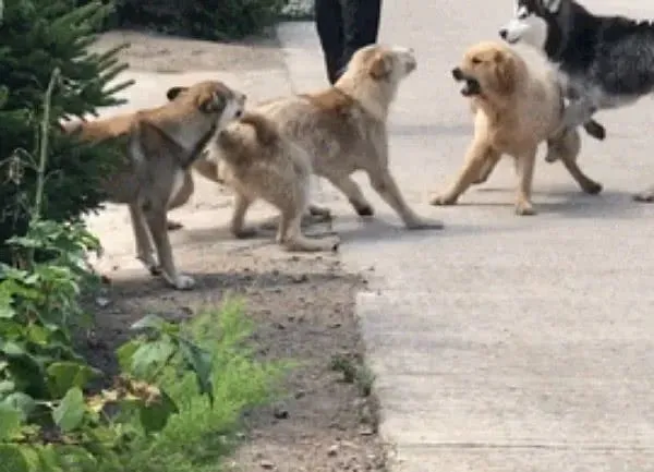 金毛二哈回村犯众怒，一群土狗拦道打劫，下一秒主人笑破肚皮