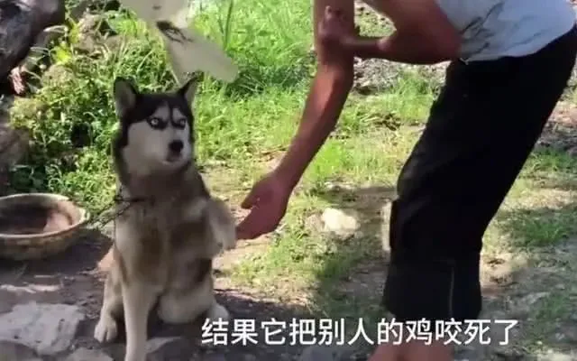 把二哈送回农村寄养，一周后爸爸打来电话：买口炖狗的大锅回来！