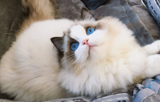 怂恿我养“布偶猫”的人，你们可把我害惨了！