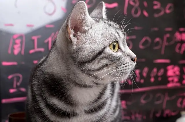 猫界，最“忠诚”的5种猫和最“白眼狼”的3种猫，你家猫在榜吗？
