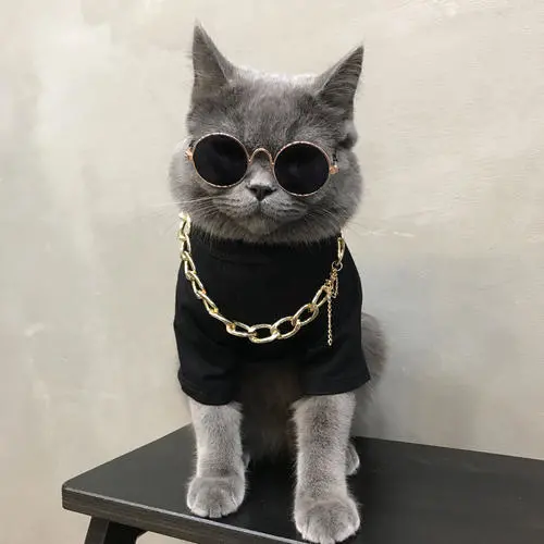 想养猫，就选英国短毛猫，好处实在是太多了！