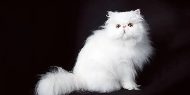 猫界“最专一”的几种猫，一生只认一个主人，你养对了吗？