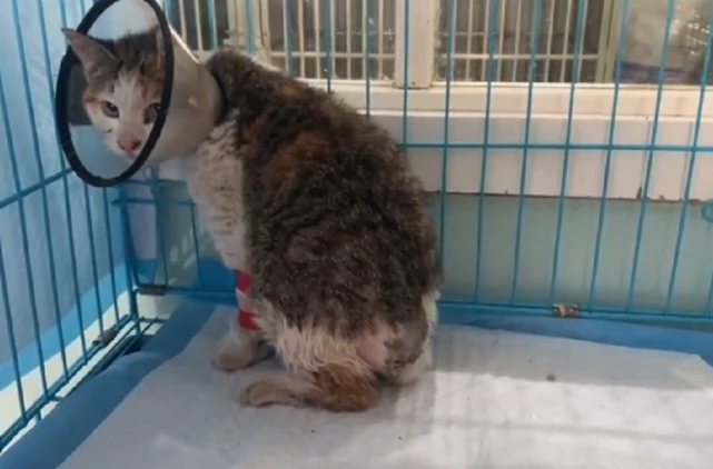 尾巴被卷入发动机的流浪猫，仅几个月大就已经对人类充满怀疑