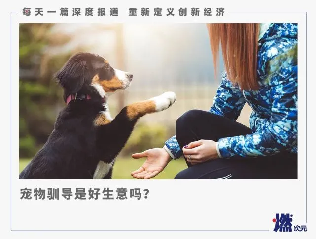 宠物驯导师：有人年入百万，有人入不敷出