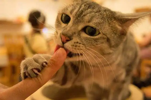 猫咪向主人道歉的“7种方式”，很多人还不懂