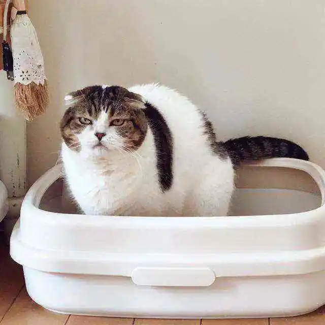 养猫才几个月，没想到我已经讨厌猫了！