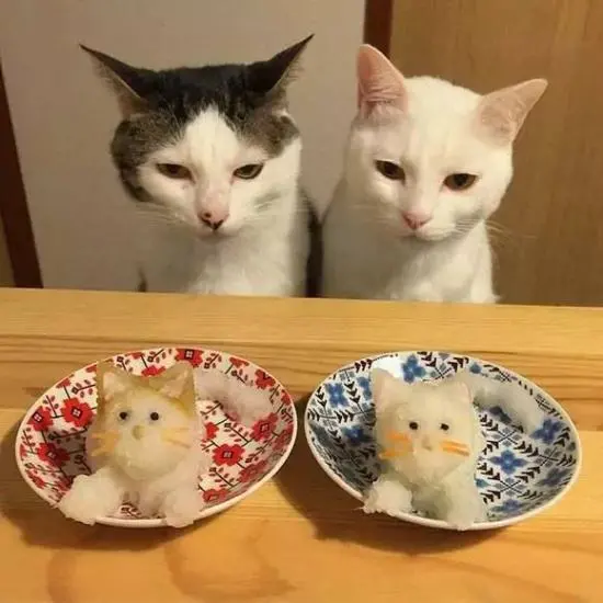 养猫鄙视链：“带着我家土猫参加聚会，我被孤立了”