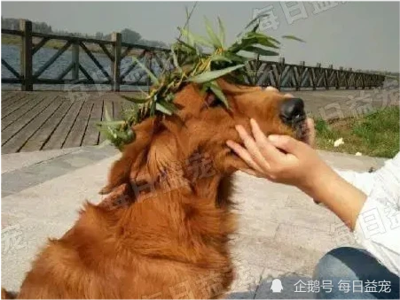 金毛被主人抛弃，再次被领养后，狗狗反应让人心酸！