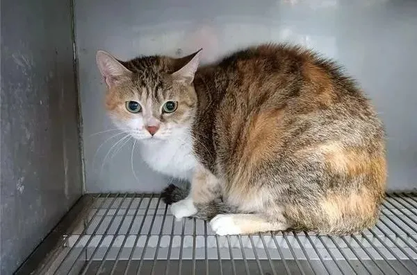 猫趣｜被弃养的三花猫，在收容所里仅一个月就变得双眼无神身形暴瘦