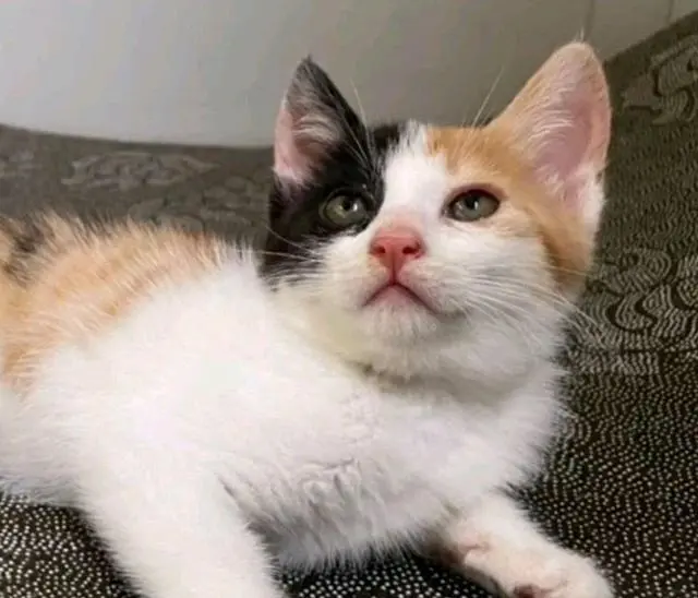 5只小猫在垃圾桶喊“救命”，阿姨颤抖着救猫：是谁这么狠心？