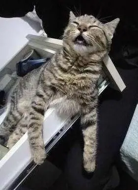 狸花猫为什么喜欢和主人睡觉？其中的原因，看完觉得太暖心了！