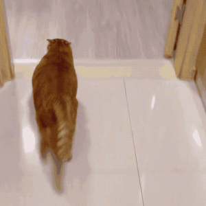 没养过猫的人，永远体会不到的几件事，有猫太好了