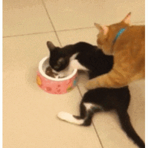 为什么奶牛猫从万人迷，变成了万人恨？原因有几个