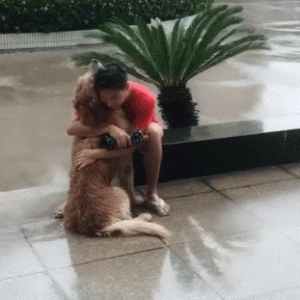 金毛含着雨伞雨中等主人，结果主人抱着金毛：对不起，我来晚了！