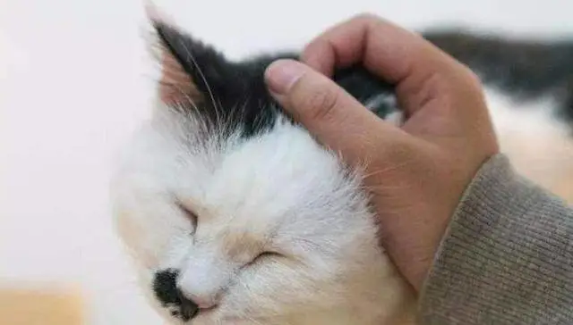 原来在猫咪眼里，主人摸它的头，有这些意思