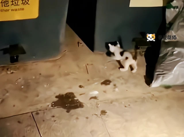 小奶猫在垃圾桶旁等妈妈，却被一群人类调戏，还好小哥见义勇为！