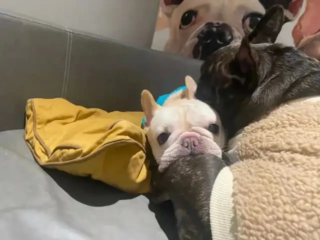 狗狗什么时候换牙齿？斗牛犬：真是人生无常，大肠包小肠……