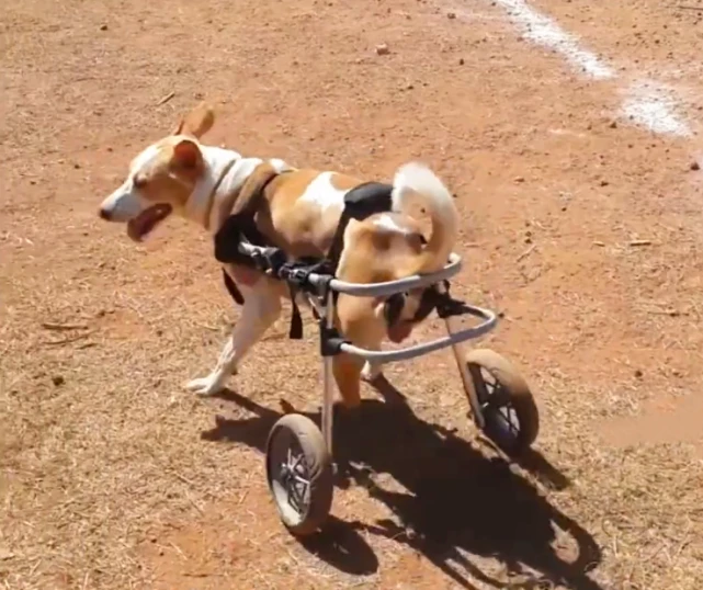 可怜狗狗后腿“被砍”，从小流浪街头，再是友善却依旧被伤害