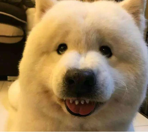 汪界中出了名“不乖”的狗狗，看看有你家的吗？