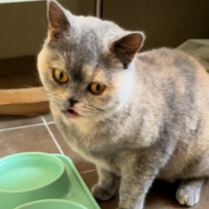 把流浪猫带回家后，以为猫咪生病了，听完检查结果后觉得很心疼